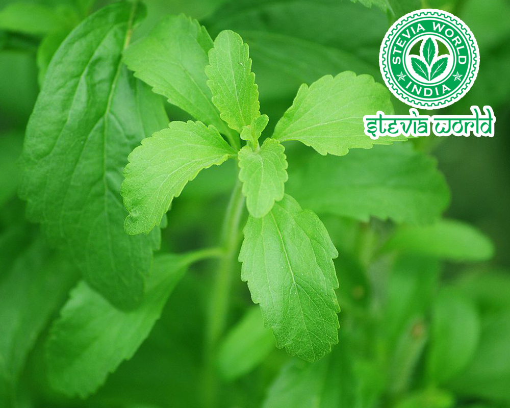 Stevia World